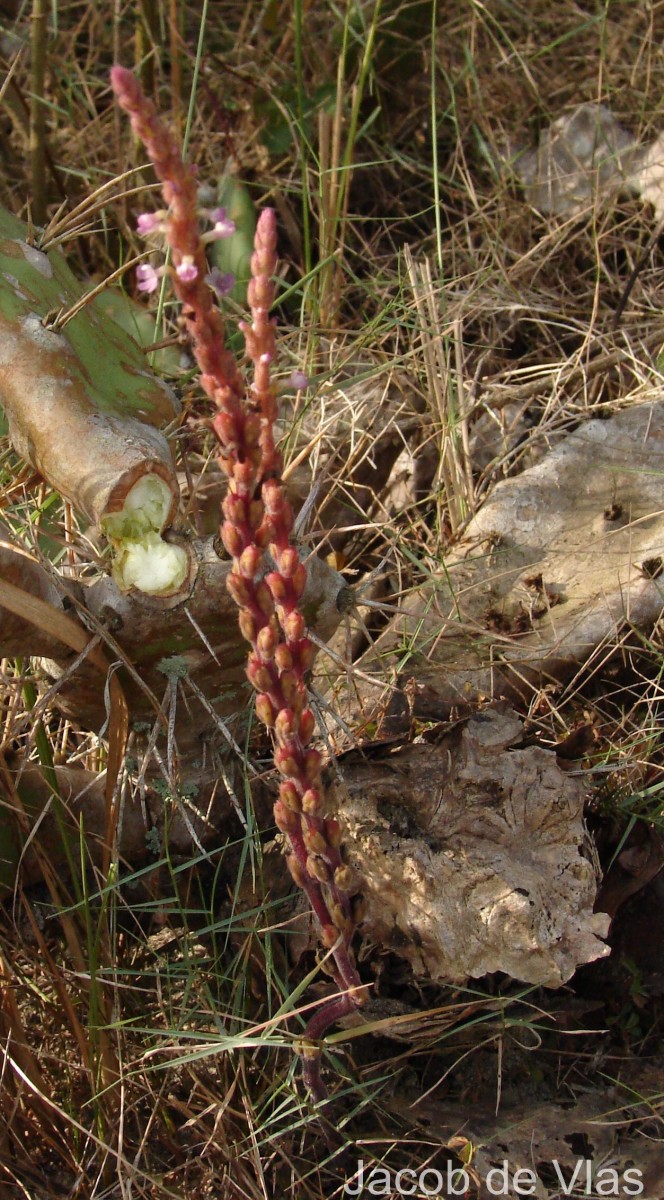 Striga gesnerioides (Willd.) Vatke